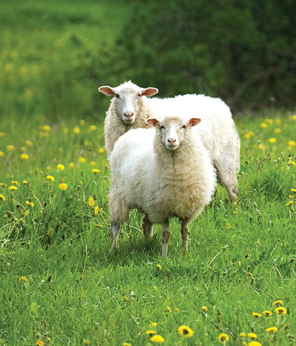 Module 4: Animal Management and Control Module 4: Animal Management and Control